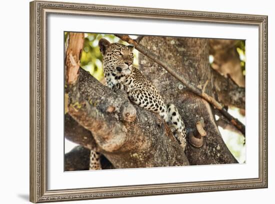 Leopard Relaxing in Tree in Botswana, Africa-Sheila Haddad-Framed Photographic Print