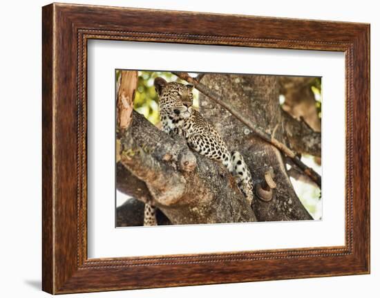 Leopard Relaxing in Tree in Botswana, Africa-Sheila Haddad-Framed Photographic Print