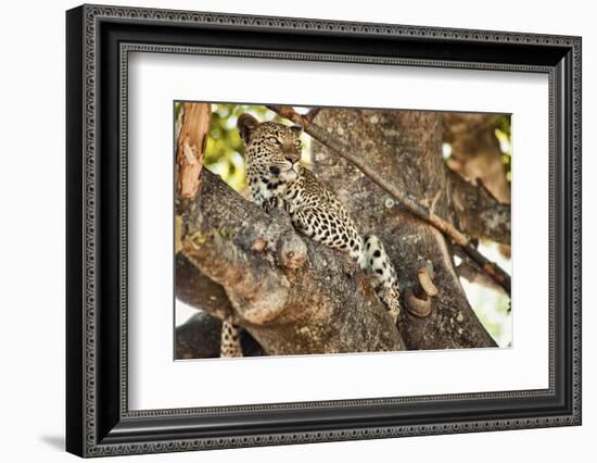 Leopard Relaxing in Tree in Botswana, Africa-Sheila Haddad-Framed Photographic Print