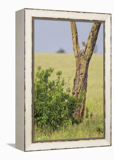 Leopard Resting 10 Feet Up in Acacia Tree, Grassy Plains Behind It-James Heupel-Framed Premier Image Canvas