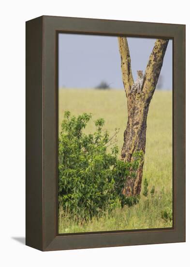 Leopard Resting 10 Feet Up in Acacia Tree, Grassy Plains Behind It-James Heupel-Framed Premier Image Canvas