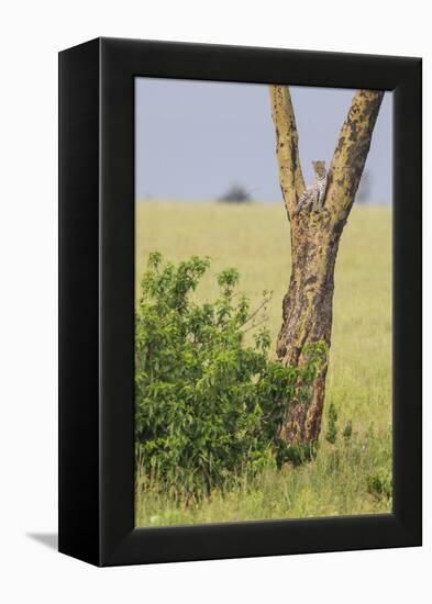 Leopard Resting 10 Feet Up in Acacia Tree, Grassy Plains Behind It-James Heupel-Framed Premier Image Canvas