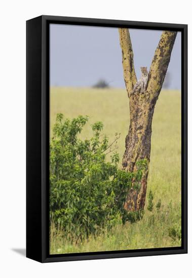 Leopard Resting 10 Feet Up in Acacia Tree, Grassy Plains Behind It-James Heupel-Framed Premier Image Canvas