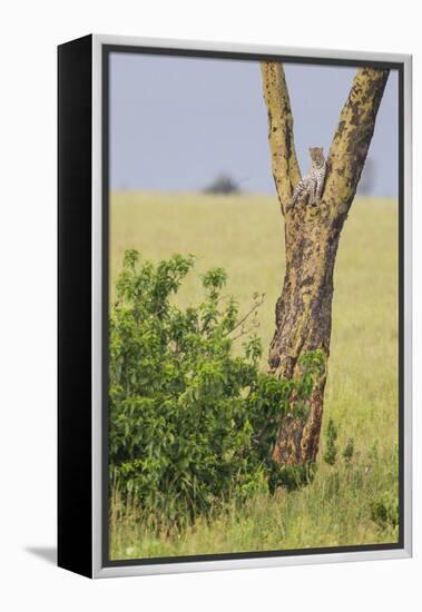 Leopard Resting 10 Feet Up in Acacia Tree, Grassy Plains Behind It-James Heupel-Framed Premier Image Canvas