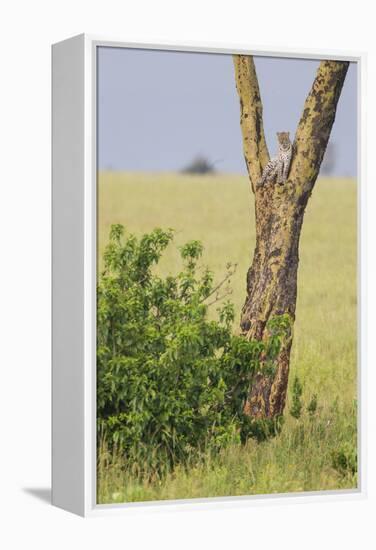 Leopard Resting 10 Feet Up in Acacia Tree, Grassy Plains Behind It-James Heupel-Framed Premier Image Canvas