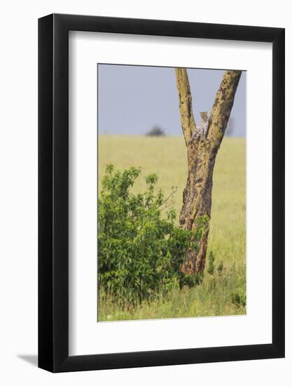 Leopard Resting 10 Feet Up in Acacia Tree, Grassy Plains Behind It-James Heupel-Framed Photographic Print