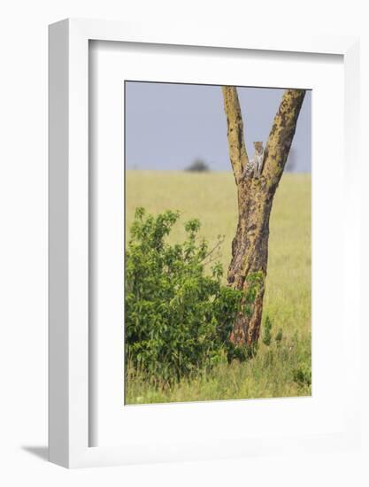 Leopard Resting 10 Feet Up in Acacia Tree, Grassy Plains Behind It-James Heupel-Framed Photographic Print