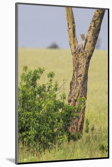 Leopard Resting 10 Feet Up in Acacia Tree, Grassy Plains Behind It-James Heupel-Mounted Photographic Print