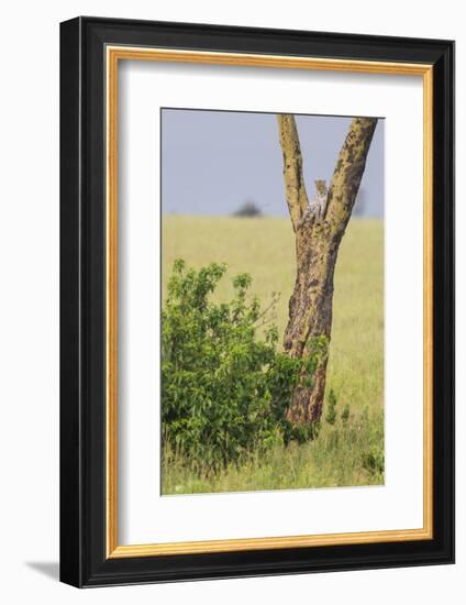 Leopard Resting 10 Feet Up in Acacia Tree, Grassy Plains Behind It-James Heupel-Framed Photographic Print