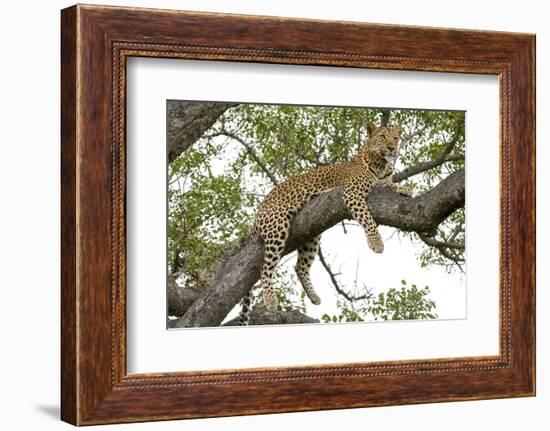 Leopard resting, Botswana, Africa.-Julien McRoberts-Framed Photographic Print