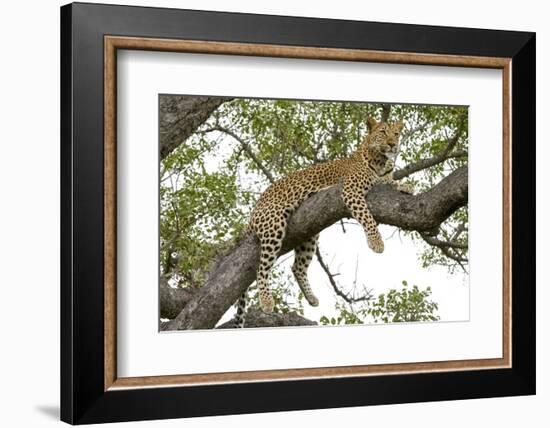 Leopard resting, Botswana, Africa.-Julien McRoberts-Framed Photographic Print