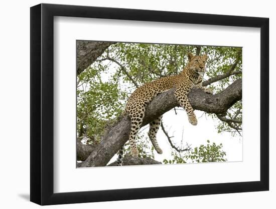 Leopard resting, Botswana, Africa.-Julien McRoberts-Framed Photographic Print