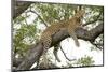 Leopard resting, Botswana, Africa.-Julien McRoberts-Mounted Photographic Print