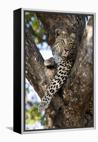 Leopard Resting in Fork of Tree-Alan J. S. Weaving-Framed Premier Image Canvas