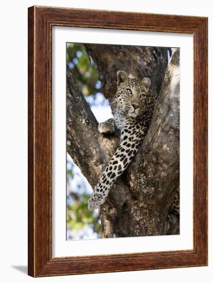 Leopard Resting in Fork of Tree-Alan J. S. Weaving-Framed Photographic Print