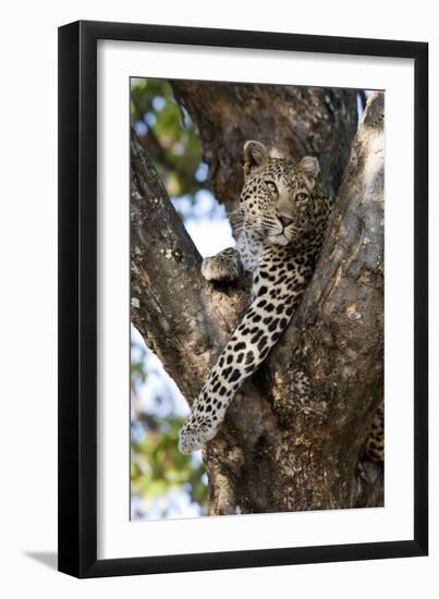 Leopard Resting in Fork of Tree-Alan J. S. Weaving-Framed Photographic Print