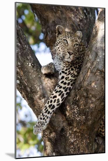 Leopard Resting in Fork of Tree-Alan J. S. Weaving-Mounted Photographic Print