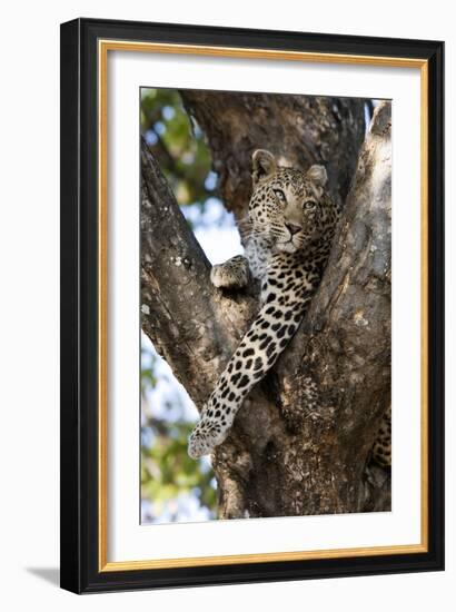 Leopard Resting in Fork of Tree-Alan J. S. Weaving-Framed Photographic Print