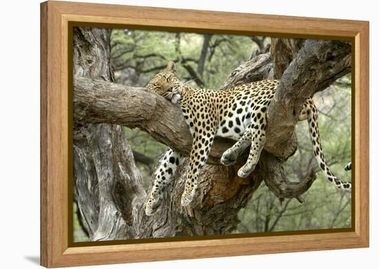 Leopard Resting in Tree-null-Framed Premier Image Canvas