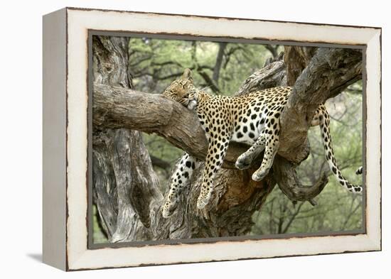 Leopard Resting in Tree-null-Framed Premier Image Canvas