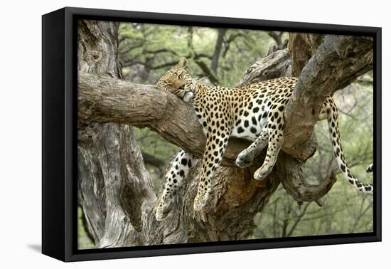 Leopard Resting in Tree-null-Framed Premier Image Canvas