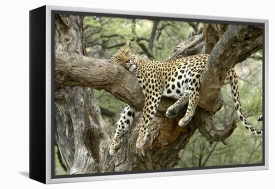 Leopard Resting in Tree-null-Framed Premier Image Canvas