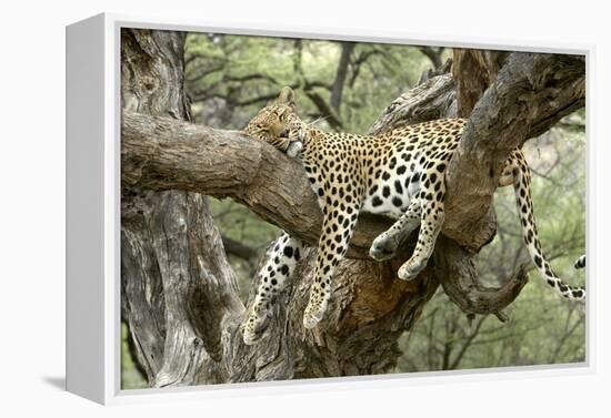 Leopard Resting in Tree-null-Framed Premier Image Canvas