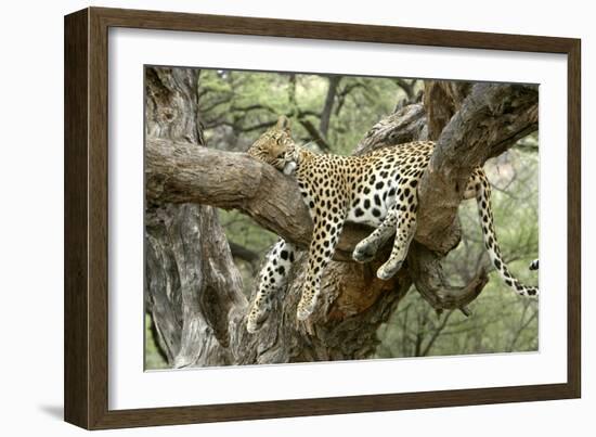 Leopard Resting in Tree-null-Framed Premium Photographic Print