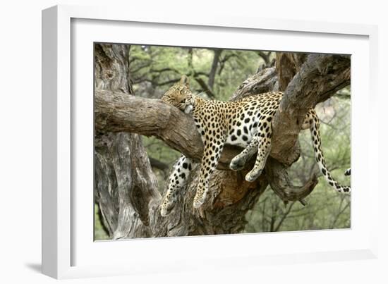 Leopard Resting in Tree-null-Framed Premium Photographic Print