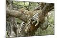Premium Photographic Print