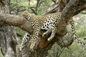 Leopard Resting in Tree