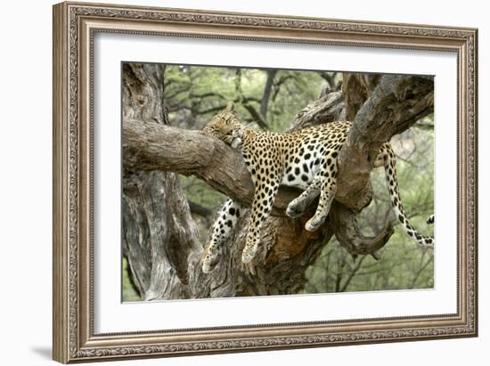 Leopard Resting in Tree-null-Framed Photographic Print