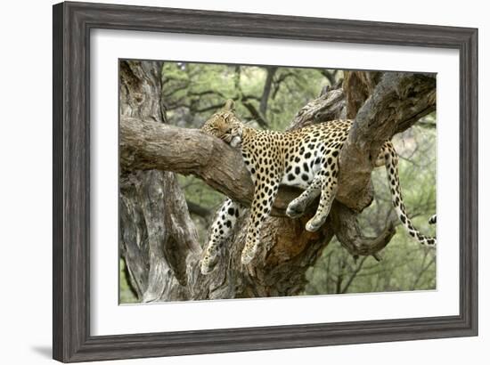 Leopard Resting in Tree-null-Framed Photographic Print