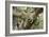 Leopard Resting in Tree-null-Framed Photographic Print