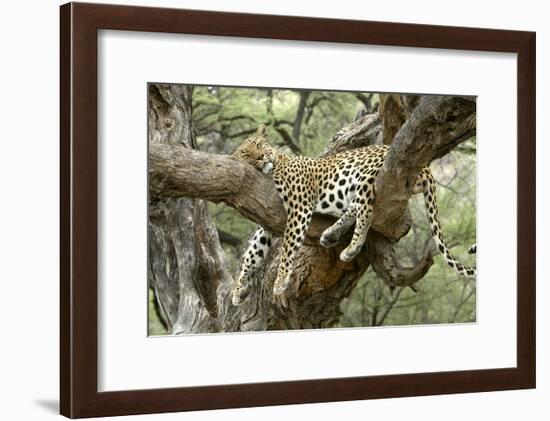 Leopard Resting in Tree-null-Framed Photographic Print