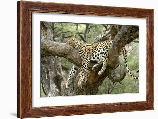 Leopard Resting in Tree-null-Framed Photographic Print