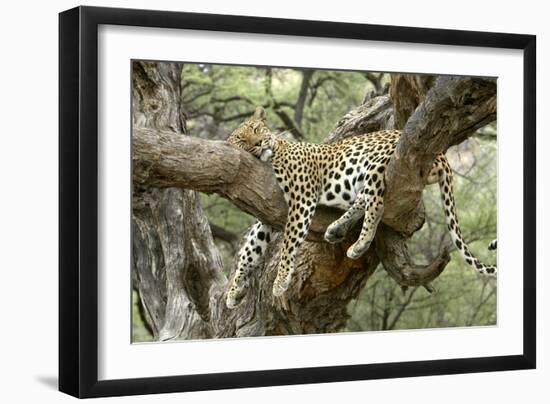 Leopard Resting in Tree-null-Framed Photographic Print