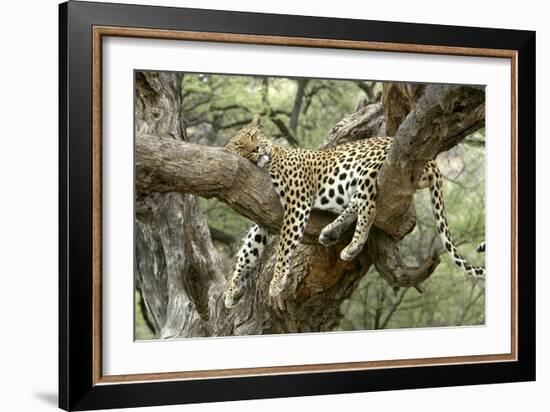 Leopard Resting in Tree-null-Framed Photographic Print