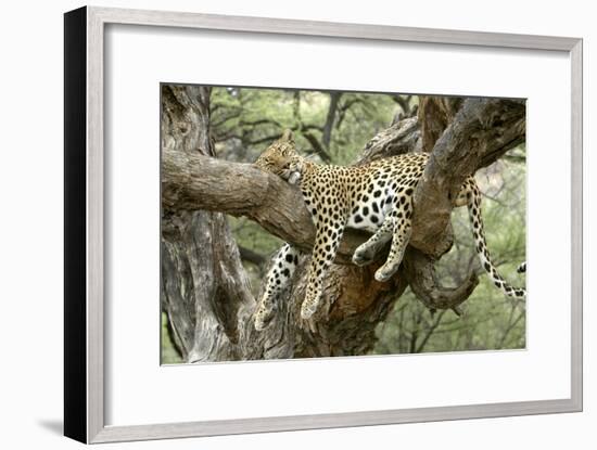 Leopard Resting in Tree-null-Framed Photographic Print