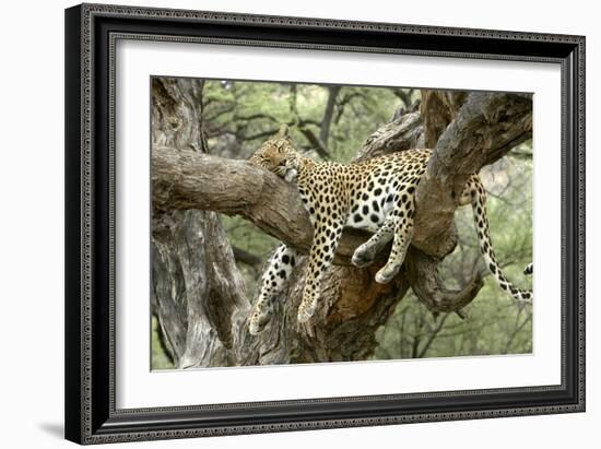 Leopard Resting in Tree-null-Framed Photographic Print