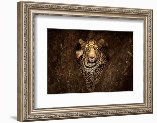 Leopard Resting on a Tree at Masai Mara-null-Framed Art Print