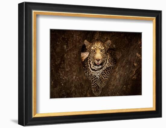 Leopard Resting on a Tree at Masai Mara-null-Framed Art Print