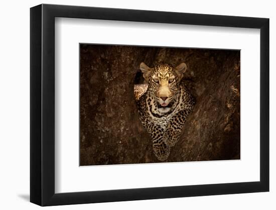 Leopard Resting on a Tree at Masai Mara-null-Framed Art Print