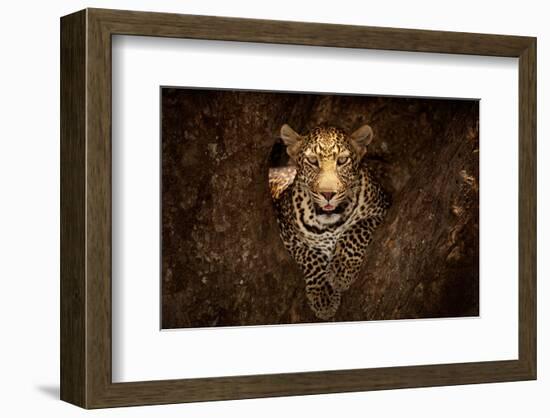 Leopard Resting on a Tree at Masai Mara-null-Framed Art Print