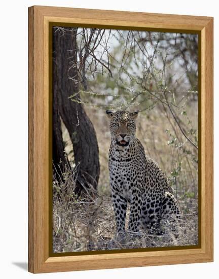 Leopard, Samburu National Reserve, Kenya, East Africa, Africa-James Hager-Framed Premier Image Canvas