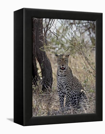 Leopard, Samburu National Reserve, Kenya, East Africa, Africa-James Hager-Framed Premier Image Canvas