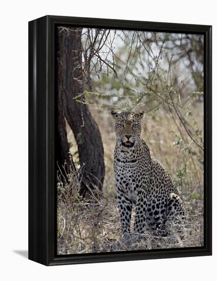 Leopard, Samburu National Reserve, Kenya, East Africa, Africa-James Hager-Framed Premier Image Canvas