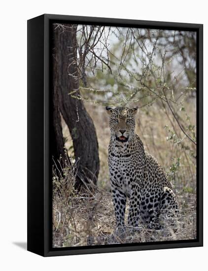 Leopard, Samburu National Reserve, Kenya, East Africa, Africa-James Hager-Framed Premier Image Canvas