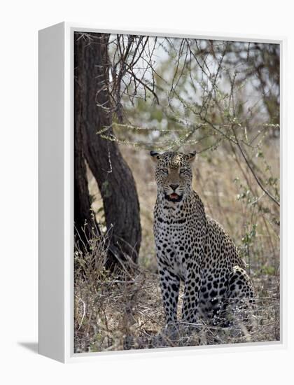 Leopard, Samburu National Reserve, Kenya, East Africa, Africa-James Hager-Framed Premier Image Canvas