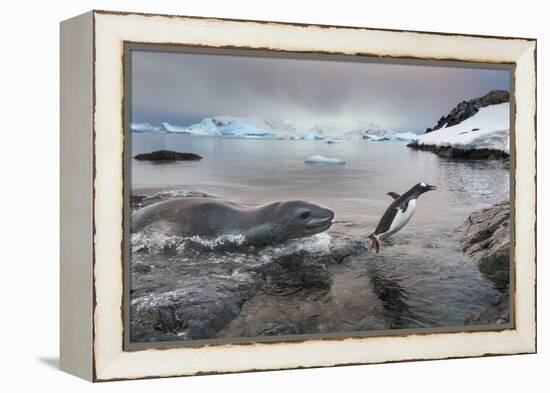 Leopard Seal Hunting Gentoo Penguin, Antarctica-Paul Souders-Framed Premier Image Canvas